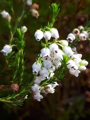 Erica margaritacea