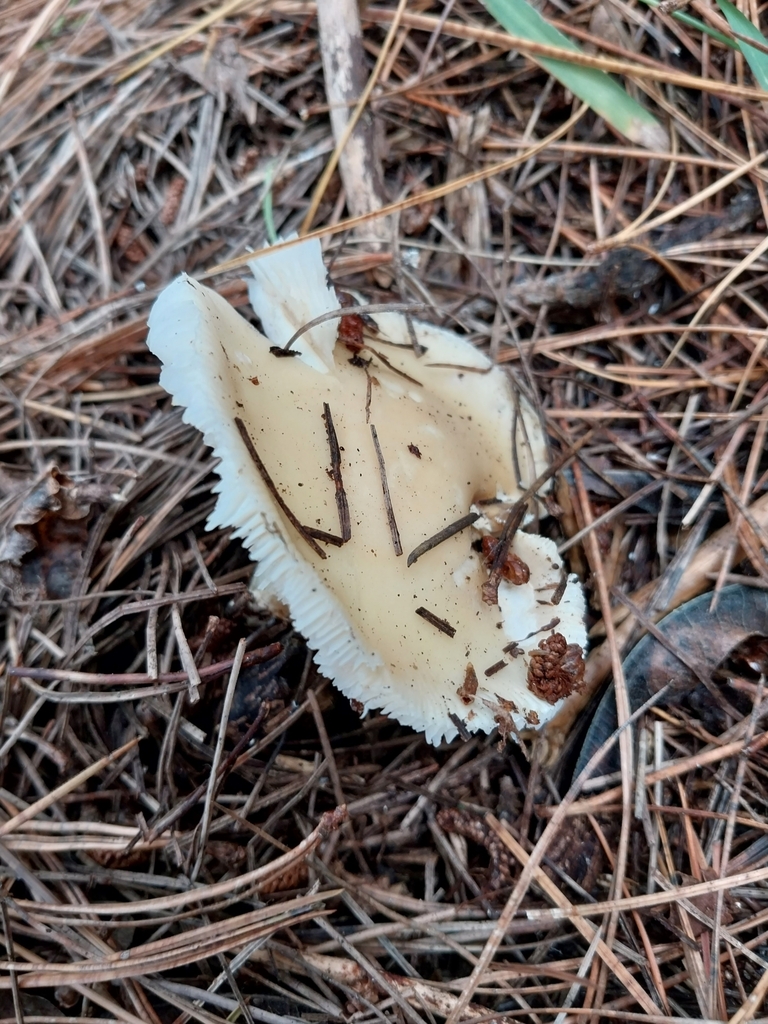 Amanita junquillea · April 2025 · photo: © kiwialli (iNaturalist, cc-by)
