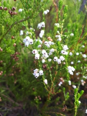 Erica margaritacea
