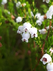 Erica margaritacea