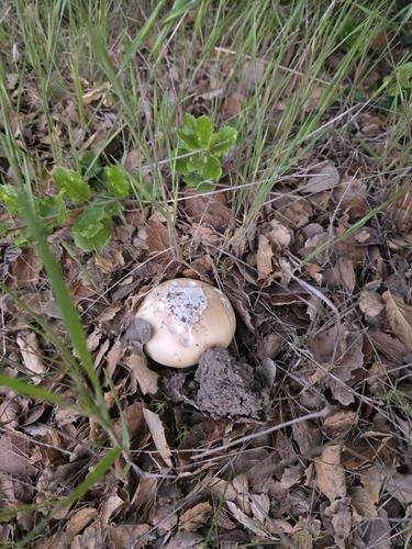 iNaturalist observation photo of Amanita subg. Amanita