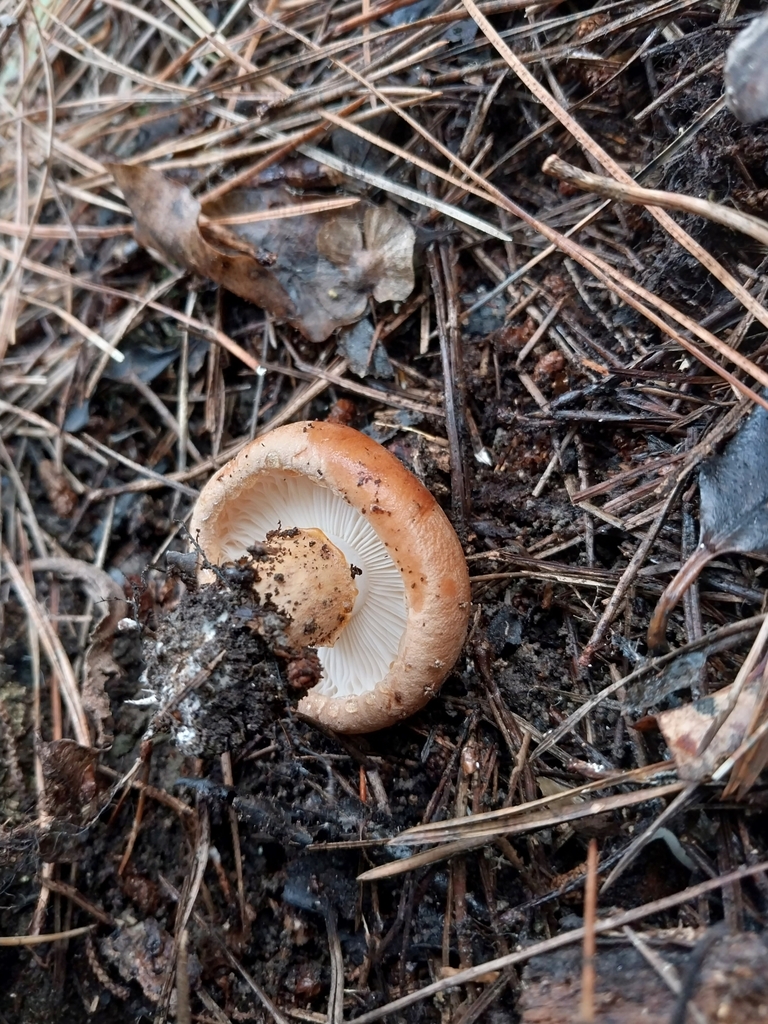 Tricholoma batschii · April 2025 · photo: © kiwialli (iNaturalist, cc-by)