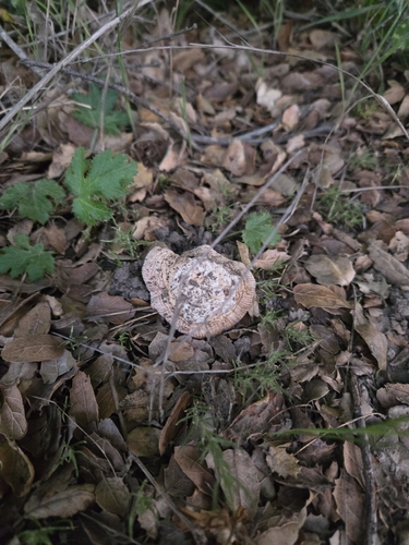iNaturalist observation photo of springtime amanita