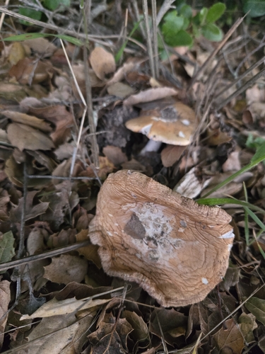 iNaturalist observation photo of amanita mushrooms