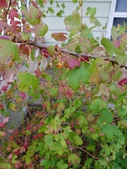 Ribes aureum