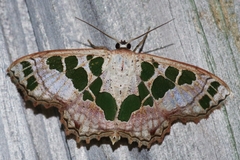 Scopula divisaria