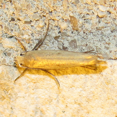 Ypsolopha