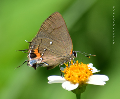 Electrostrymon angelia