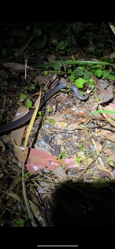 White-crowned Snake sighting