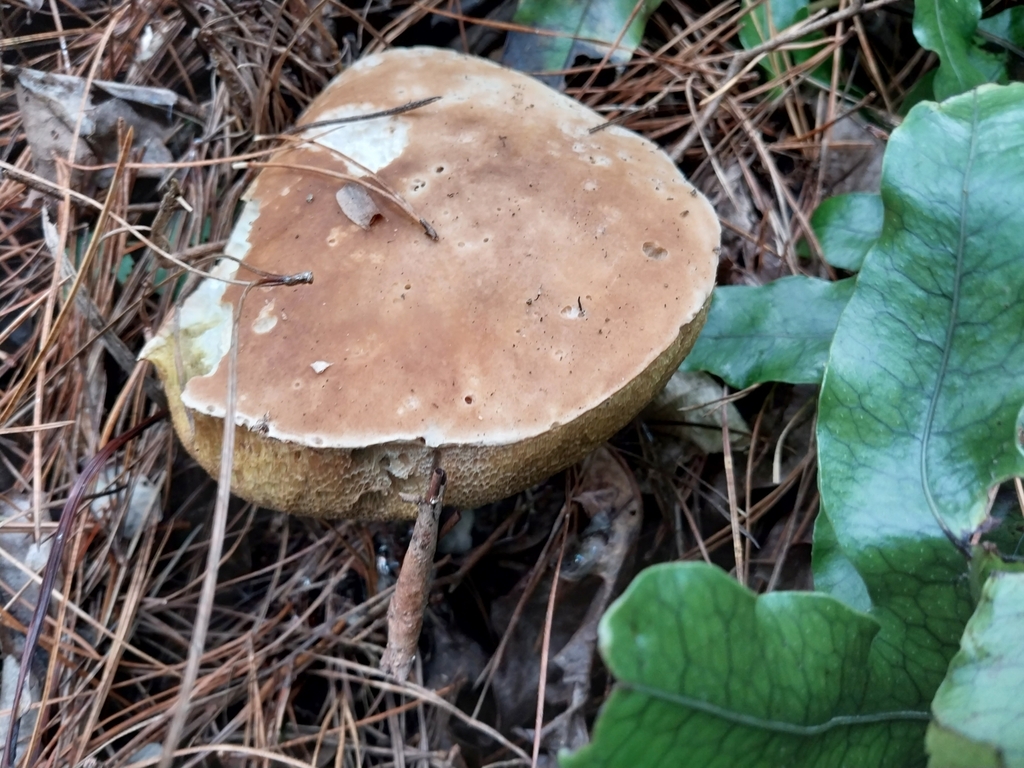 Boletus edulis · April 2025 · photo: © kiwialli (iNaturalist, cc-by)