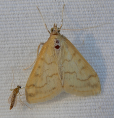 Hahncappsia pergilvalis