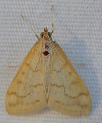 Hahncappsia pergilvalis