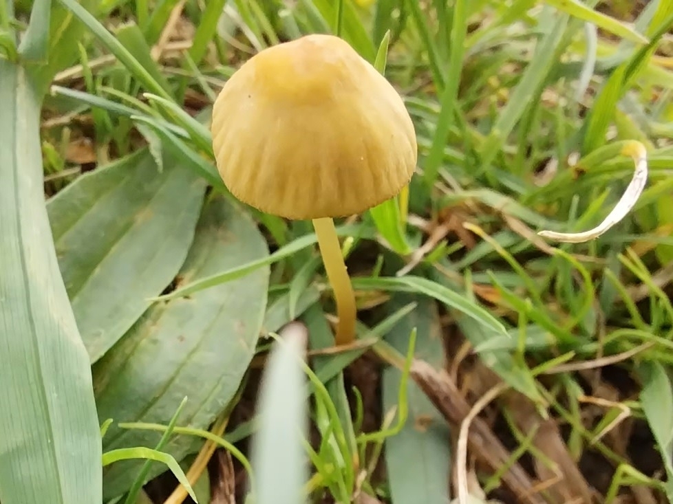 Mycena citrinomarginata · April 2025 · photo: © kiwialli (iNaturalist, cc-by)