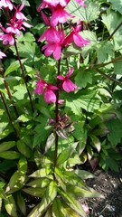 Lobelia × speciosa