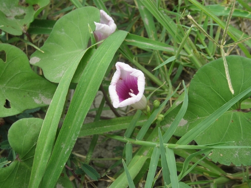 Image of Ipomoea amnicola by (c) Pablo F. Domínguez, some rights reserved (CC BY)