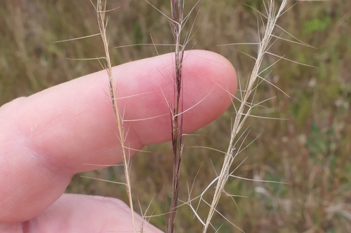 Aristida longispica iNat (3)
