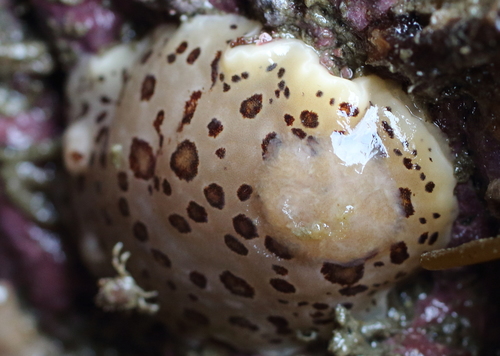 Northern Leopard Dorid
