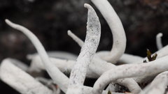 Thamnolia vermicularis vermicularis