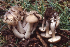 Entoloma clypeatum