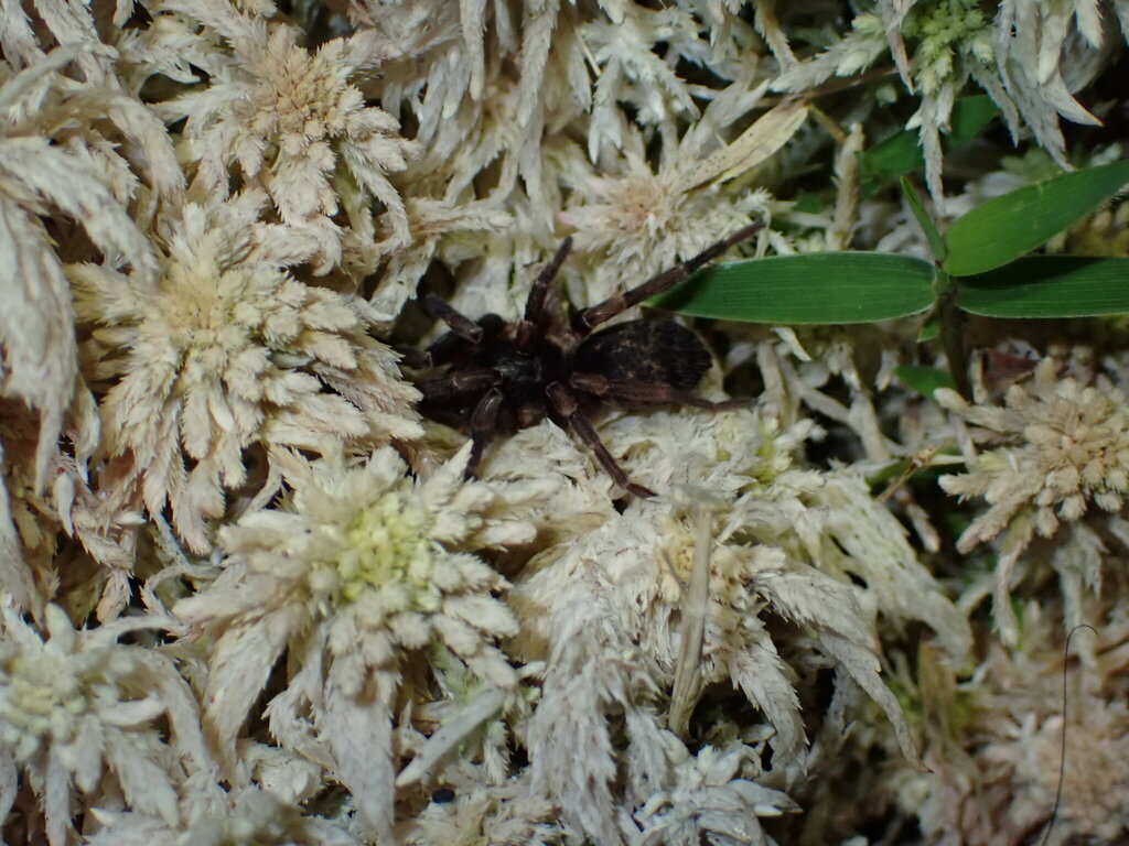 Thalerommata kogui