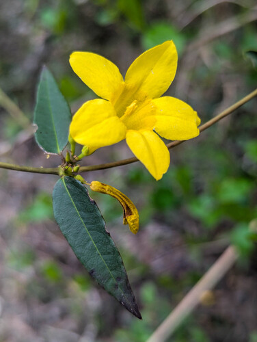 Gelsemium rankinii, photograph 2