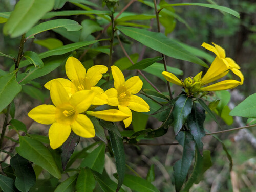 Gelsemium rankinii, photograph 1