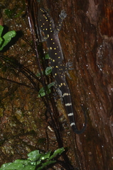 Hemidactylus prashadi