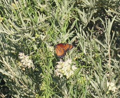 Danaus gilippus