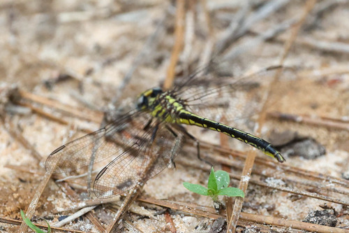 Hodges's Clubtail photo 3
