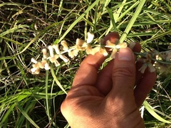 Pterocaulon virgatum