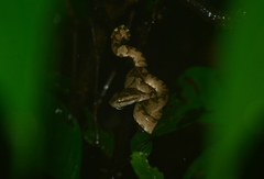 Craspedocephalus malabaricus