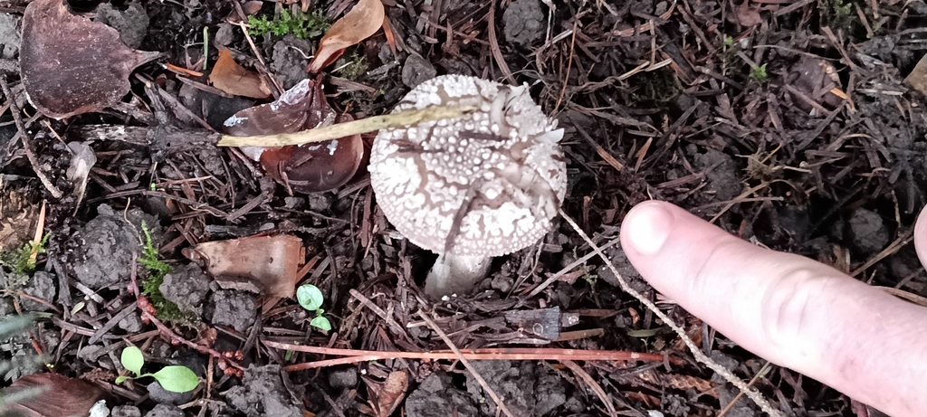 Amanita excelsa spissa · April 2025 · photo: © ekojeo (iNaturalist, cc-by)