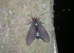 Image of Episcepsis moloneyi