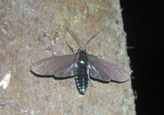 Episcepsis moloneyi
