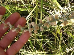 Pterocaulon virgatum