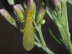 Chloroperla