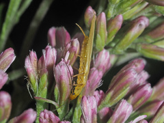 Chloroperla