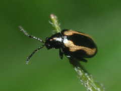 Phyllotreta striolata