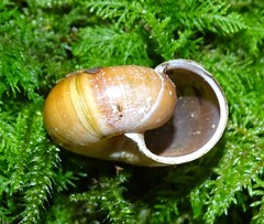 Elona quimperiana