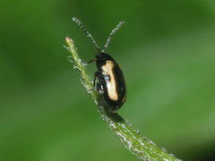 Phyllotreta striolata