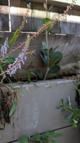 Amegilla cingulata photo 2