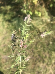 Odontites vernus