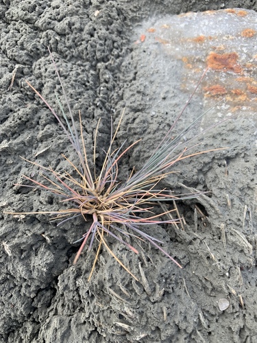 Puccinellia groenlandica