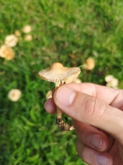 Marasmius oreades