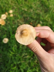 Marasmius oreades