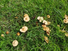 Marasmius oreades