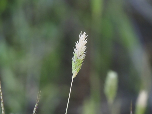 Image of Carolina Canarygrass (Phalaris caroliniana) by (c) Tanner Shepard, some rights reserved (CC BY)