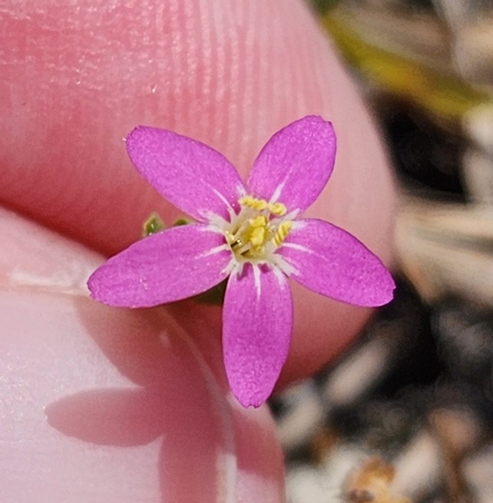 Lesser Centaury Lesser Centaury in April 2025 by Gabrielle Dunham · iNaturalist