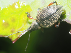 Dodecastichus geniculatus