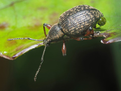 Dodecastichus geniculatus